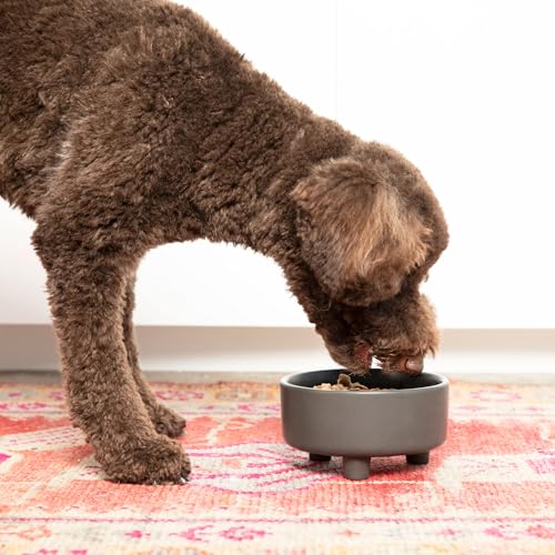 Waggo Pet Feeder in Medium(2-Pack), Black