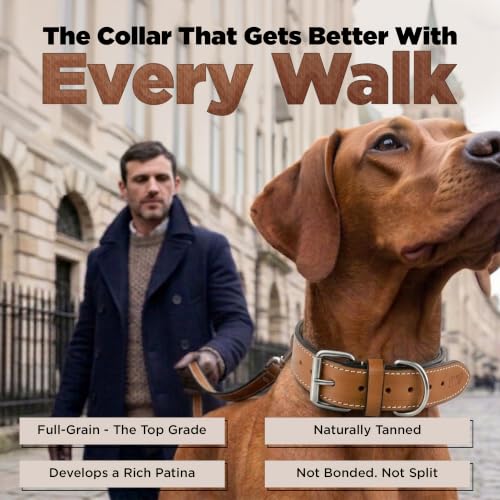 DowgClub Animal Collar in S (11"-14"), Tan