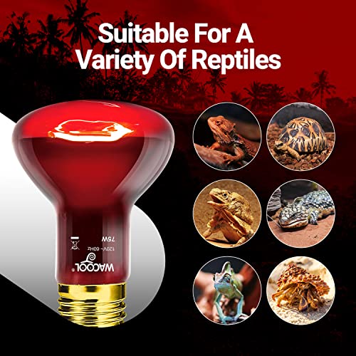 WACOOL TERRA Light Bulb in 75W, Daylight White