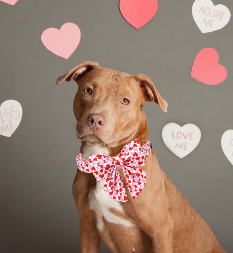 Unique style paws Animal Collar in S, heart-bowtie