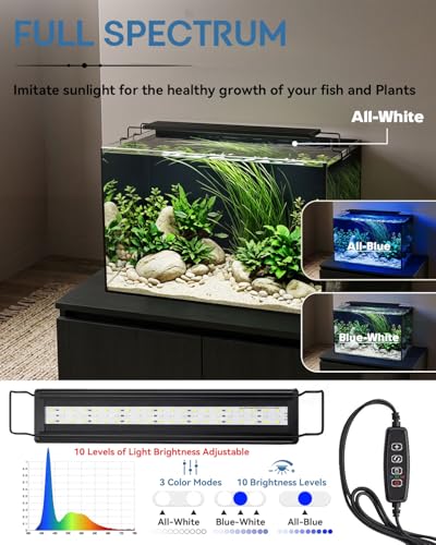 minilake Vivarium in 10 Gallon, Black
