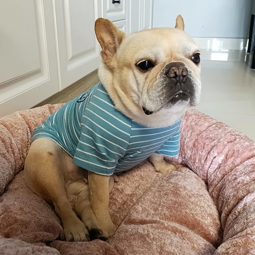 Wiz BBQT Pet Apparel in Pet XL - Chest 19.7", Blue