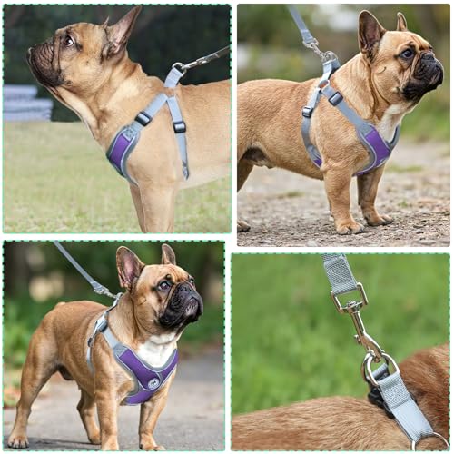 SAEGYPET Animal Harness in Medium, Purple