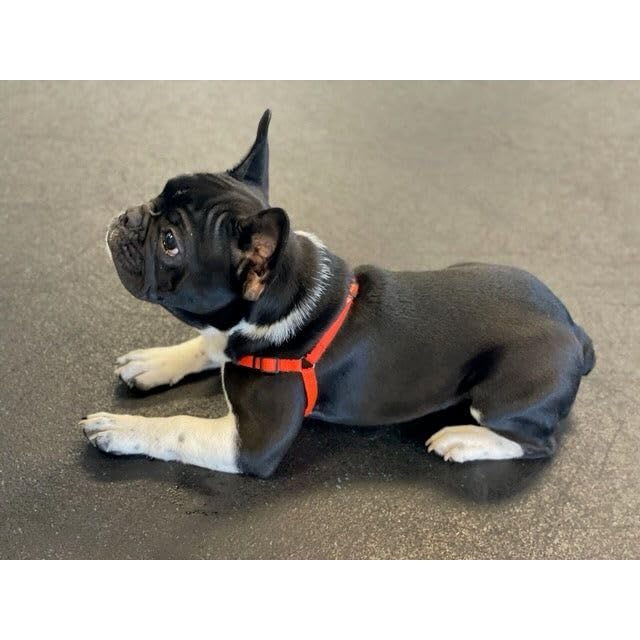 Softouch Animal Harness in L, Red