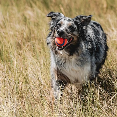 Chuckit! Pet Toy in Medium, Multi