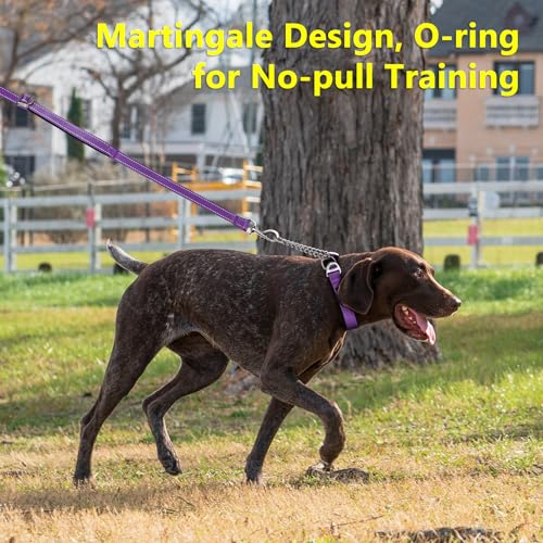 PLUTUS PET Animal Collar in Small, Purple
