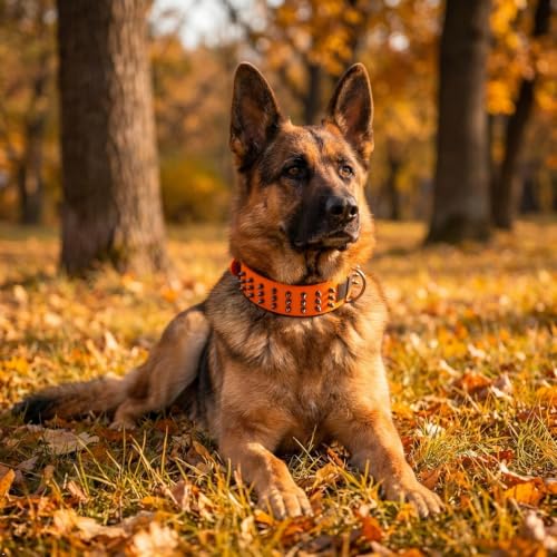 Molteriqo Animal Collar in L-neck 39-47cm, Orange