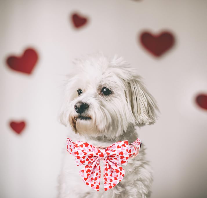 Unique style paws Animal Collar in S, heart-bowtie