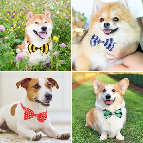 Segarty Pet Apparel in Small to Medium, 80pcs-vivid