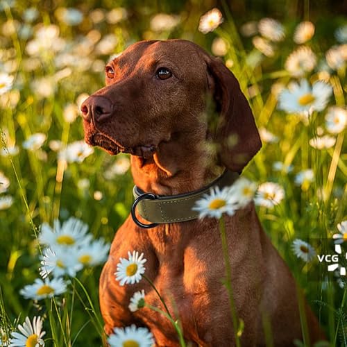 Didog Animal Collar in L: Fit Neck 14-18"(22-44 lbs), Dark Green