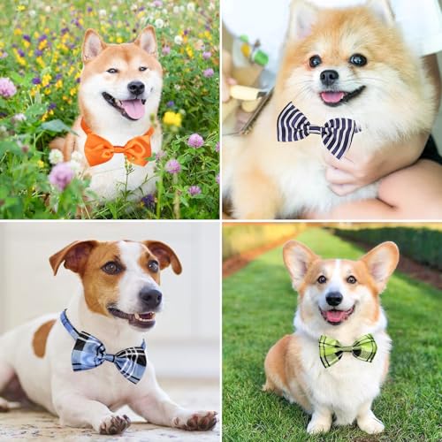 Segarty Pet Apparel in 40PCS, 40pcs-vivid