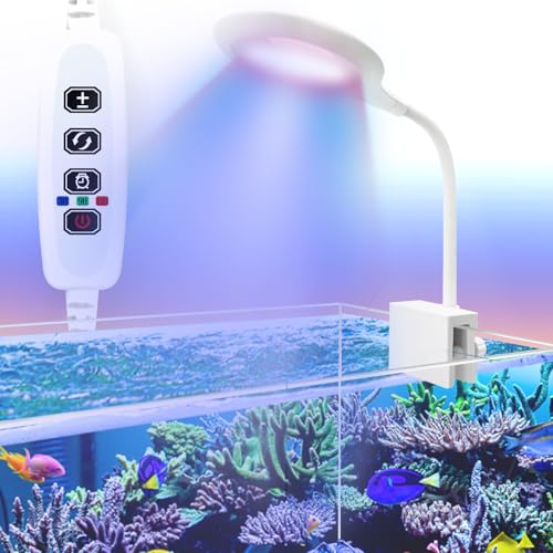 Teddykala Lamp in Oval+BlueRed+Timer+Dimmer+8 Gal, White