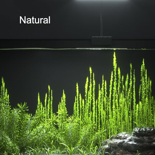 Carefree Fish Lamp in 5 to 25 gallons, Black