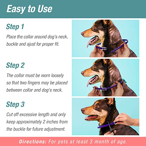 ZingZap Pet Pest Control in Blue