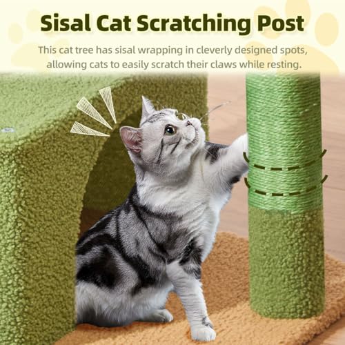 Taoqimiao Pet Activity Structure in L, Cactus