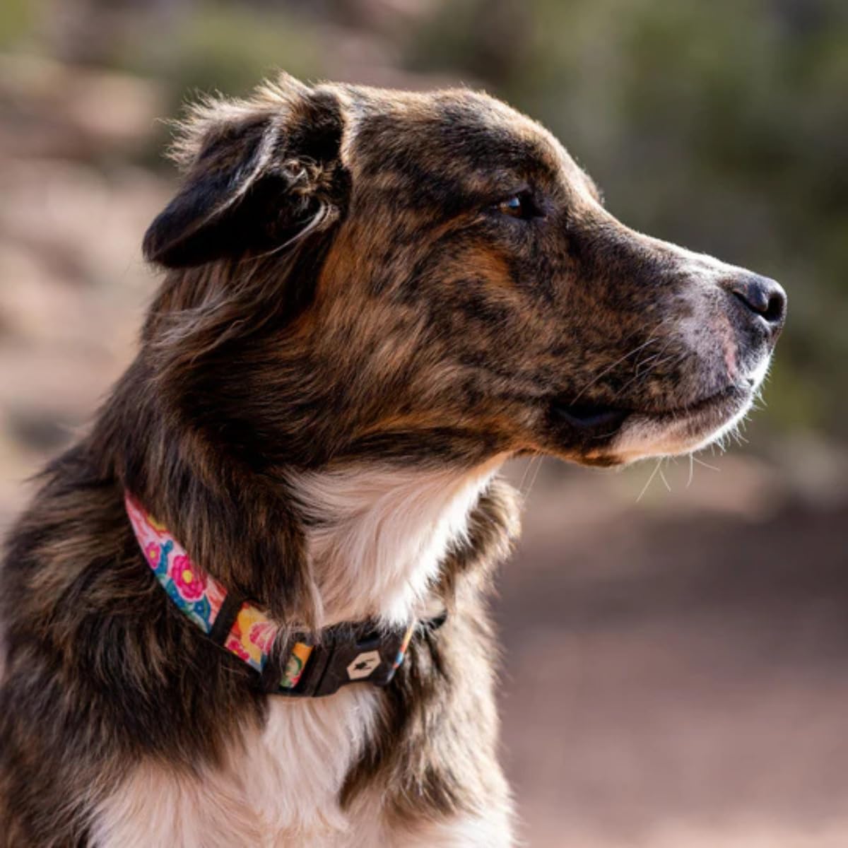 Wolfgang Man & Beast Animal Collar in Small (5/8 Inch x 8-12 Inch), PackLeader Print