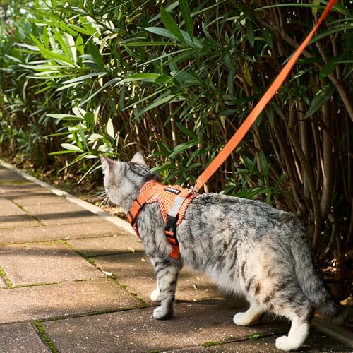 pangdi Pet Supplies in Small, Orange
