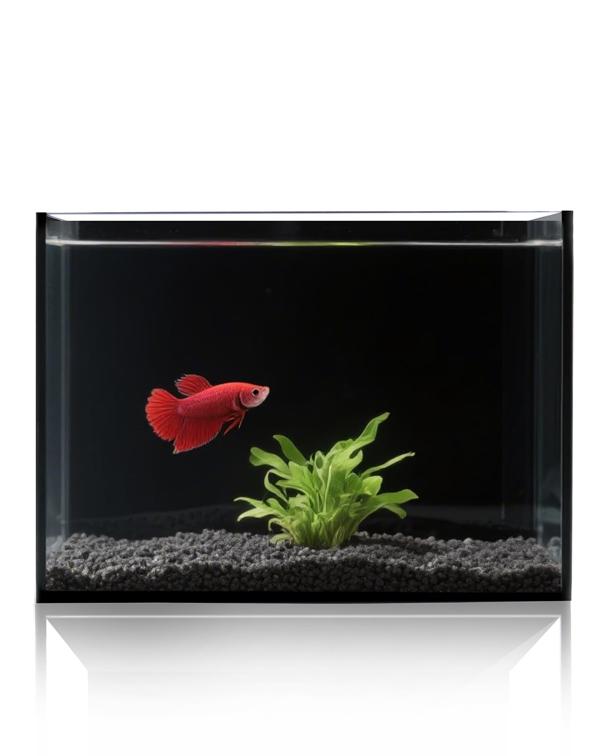 minilake Vivarium in 3 Gallon, Black