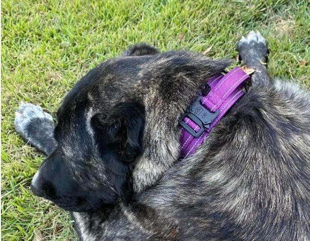 DEZIZEUSK9 Animal Collar in 16-25 INCH, PURPLE-COBVEL2