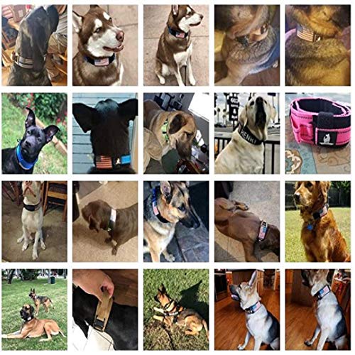 DEZIZEUSK9 Animal Collar in 16-25 INCH, NEONGREEN-COBVEL2