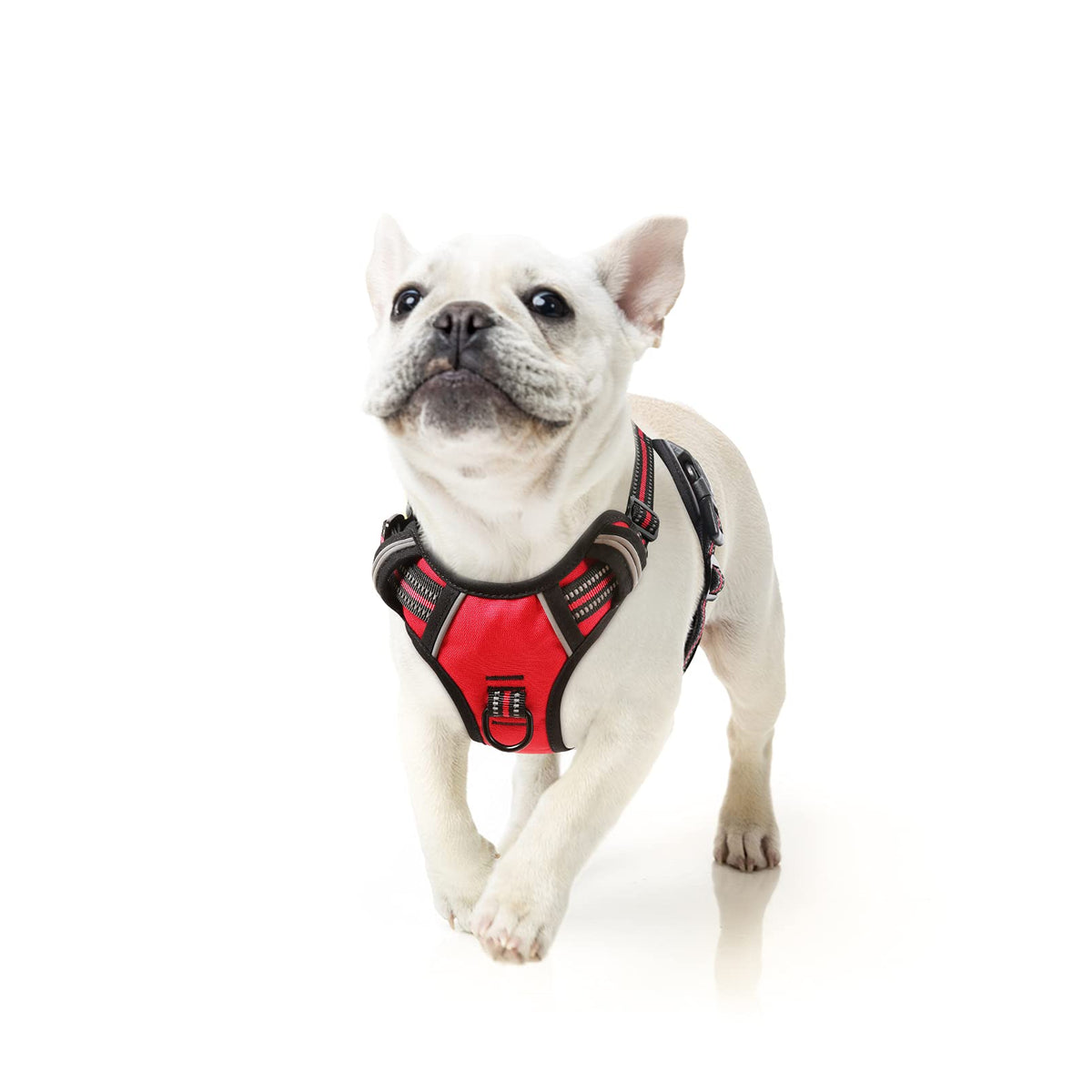 HEELE Animal Harness in S, Red
