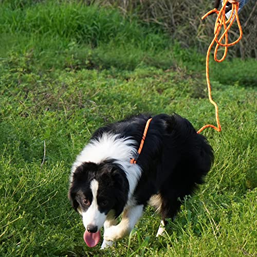 NTR Leash in 100ft*3/8", Orange