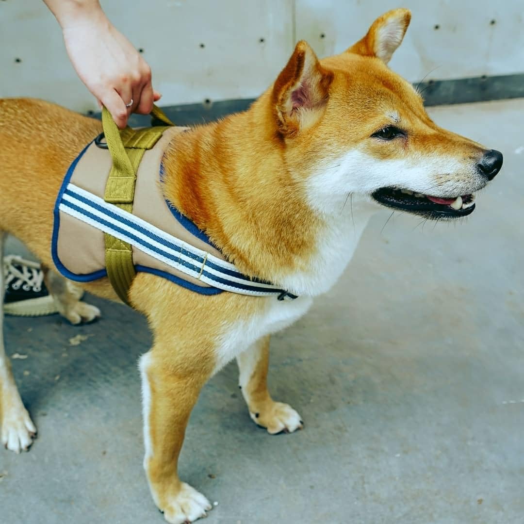 Blueberry Pet Animal Harness in Medium, Blue-gray and Olive