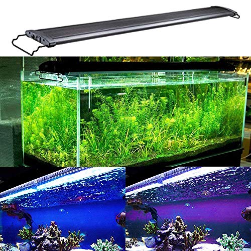 KZKR Lamp in Blue and White 48-60 inch, Blue,White