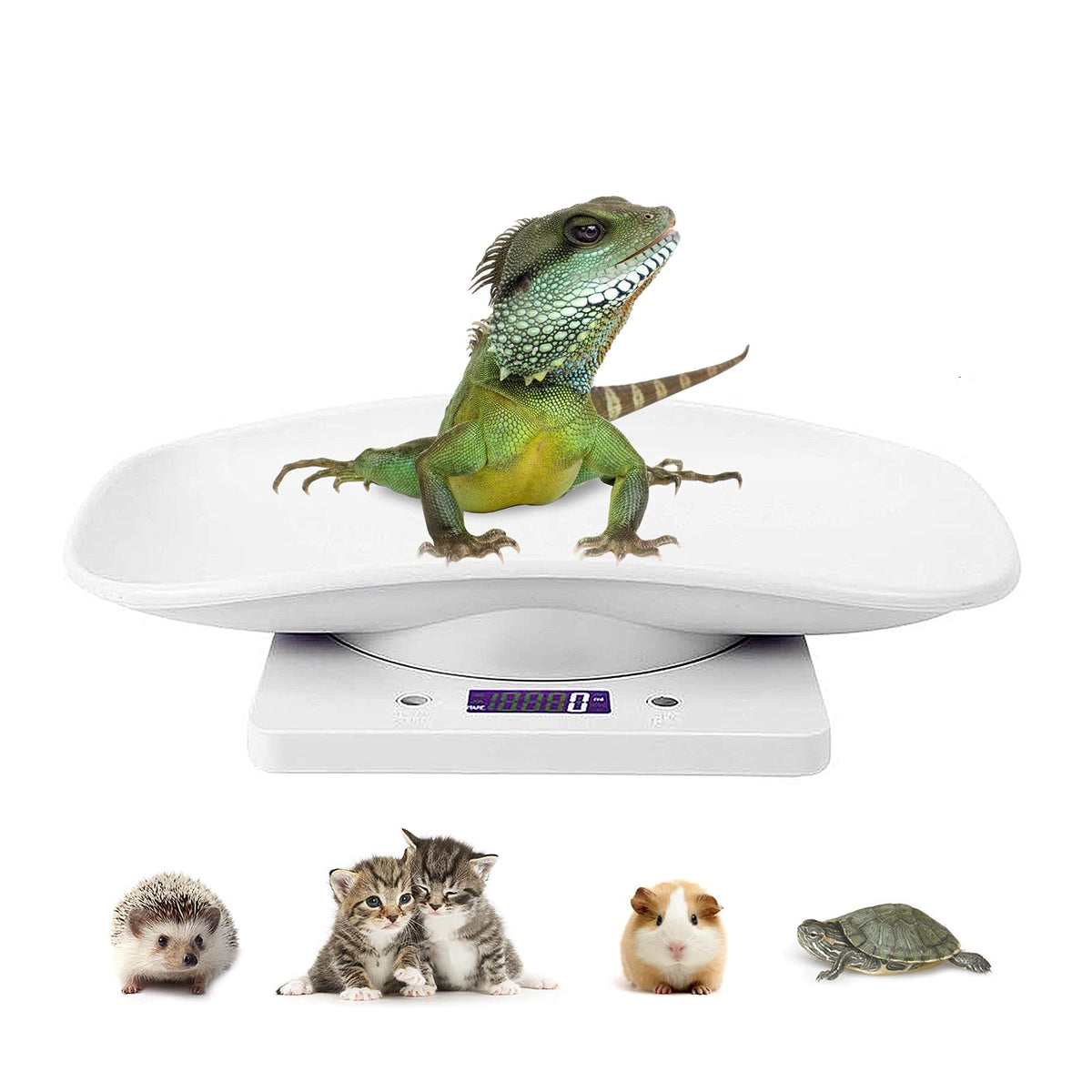 DWSFADA Weigh Scale in 11.42x7.09x1.57 Inch (Pack of 1), 22 lb Scale
