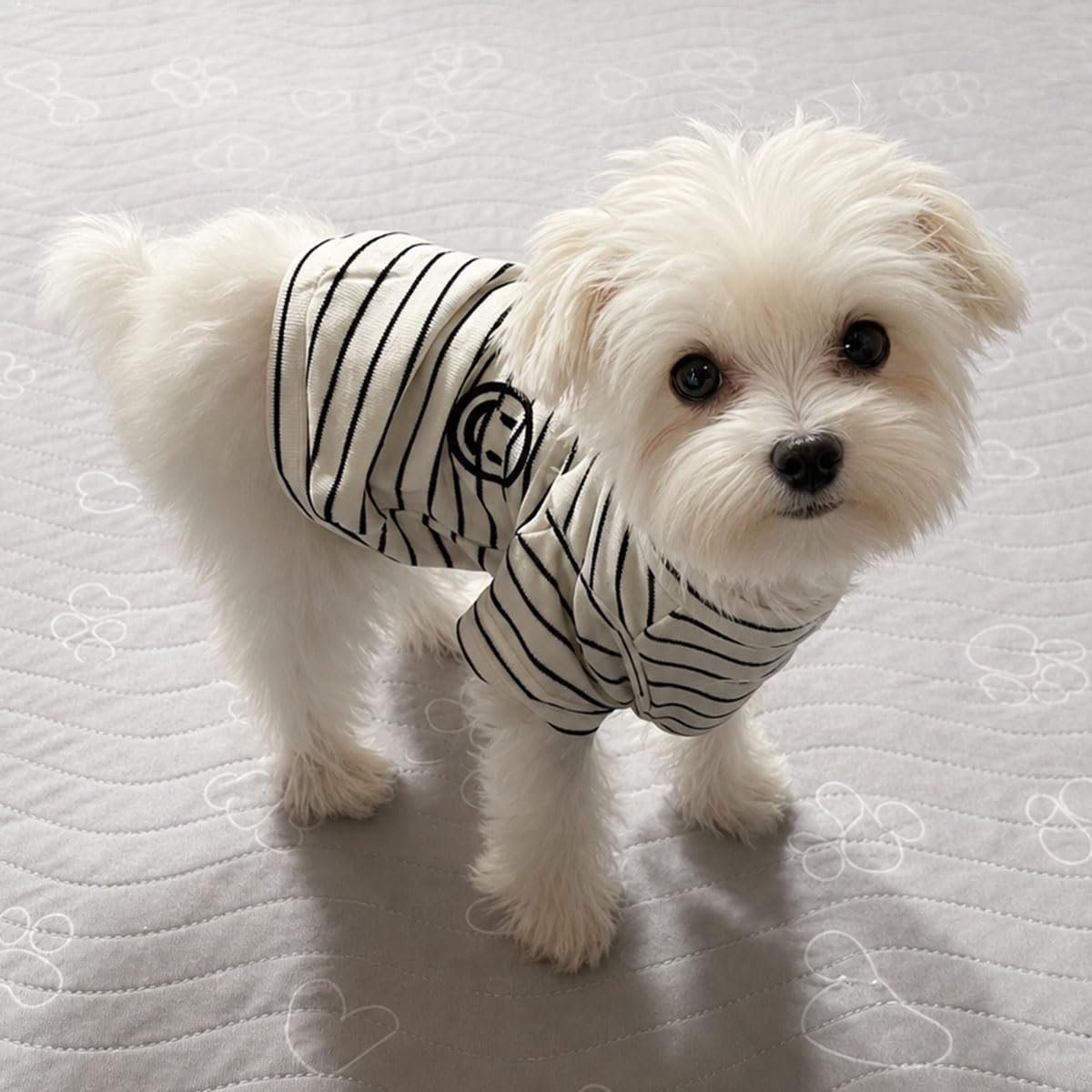 Wiz BBQT Pet Apparel in Pet XS - Chest 11.8", White