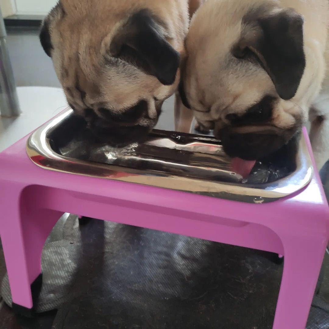 Fluff Trough Pet Feeder in Gray