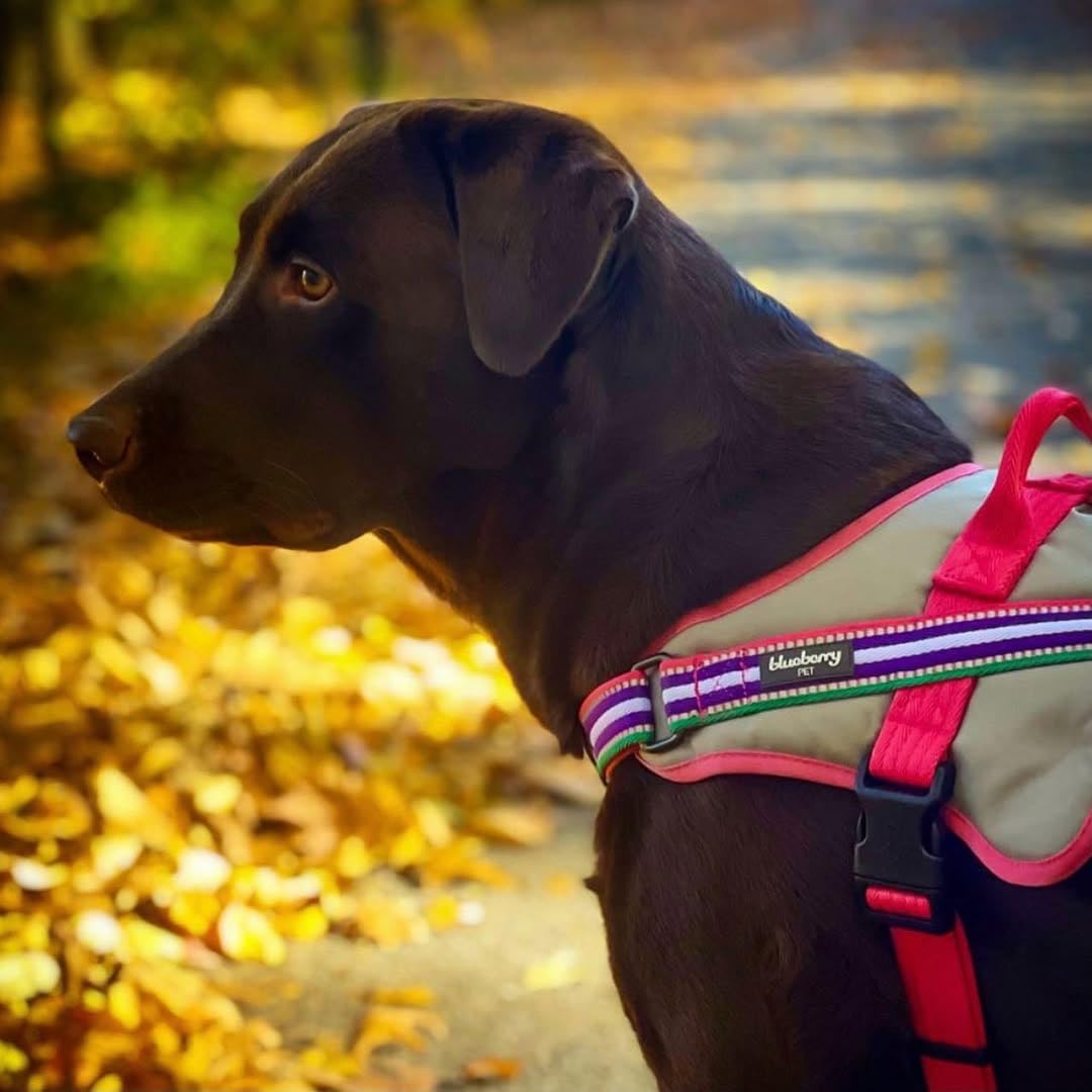 Blueberry Pet Animal Harness in Emerald,Orchid and Pink