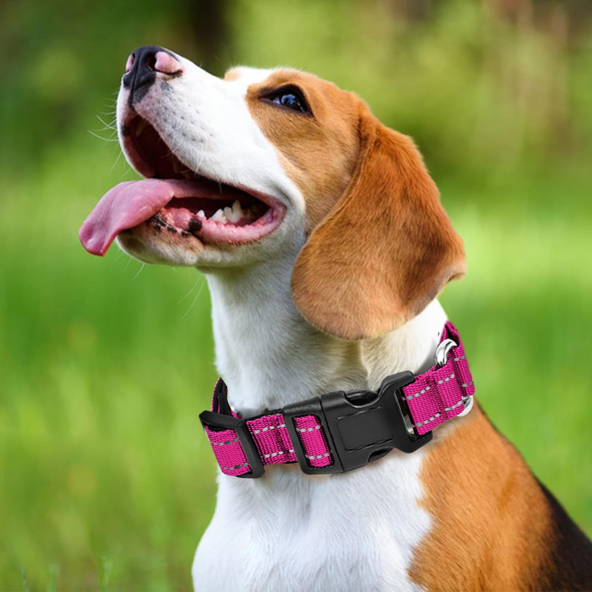 GDLKPS Animal Collar in XS:3/4" Wide for 11.5"-13.5" Neck, Rose Red