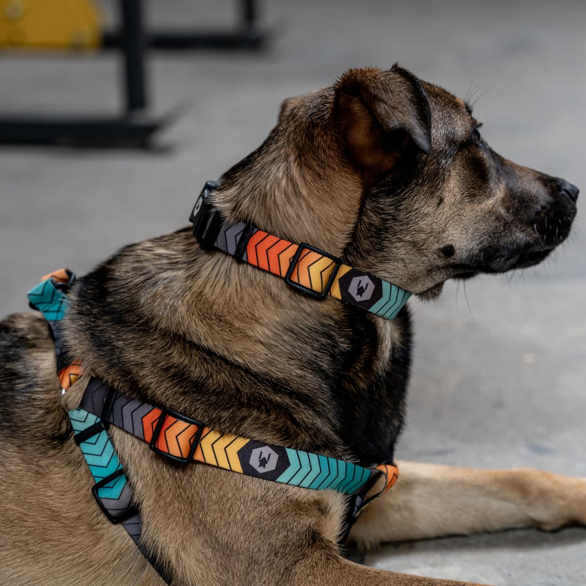 Wolfgang Man & Beast Animal Harness in Small (5/8 Inch x 12-18 Inch), ChevTech Print