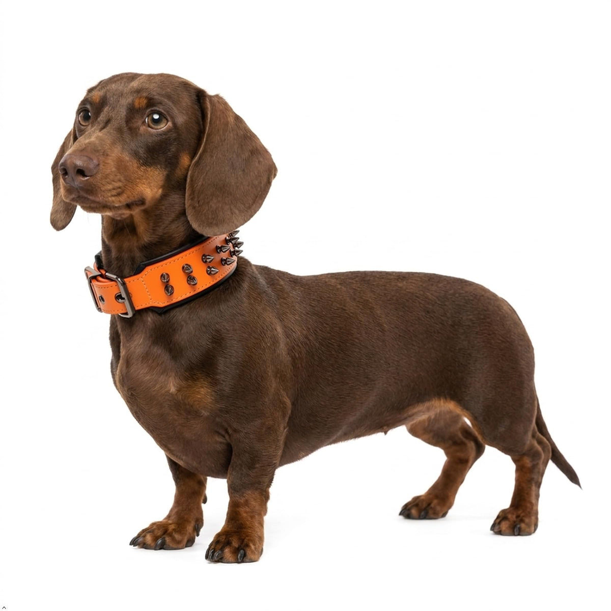 Molteriqo Animal Collar in L-neck 39-47cm, Orange