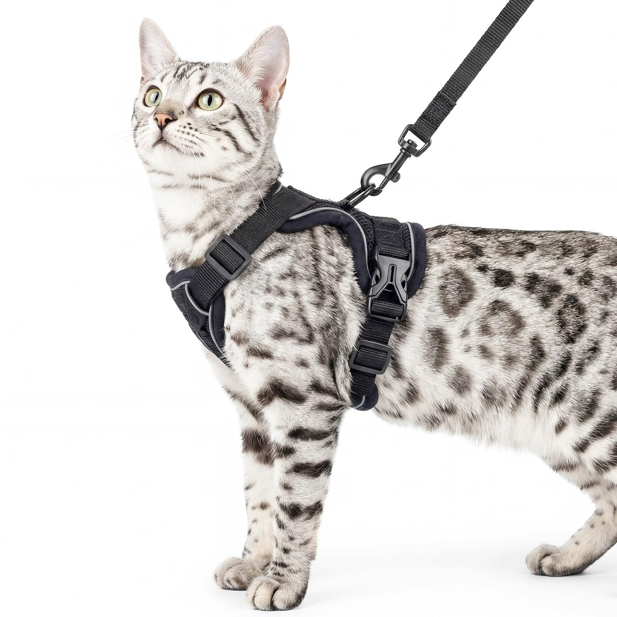 pangdi Animal Harness in Small, Black