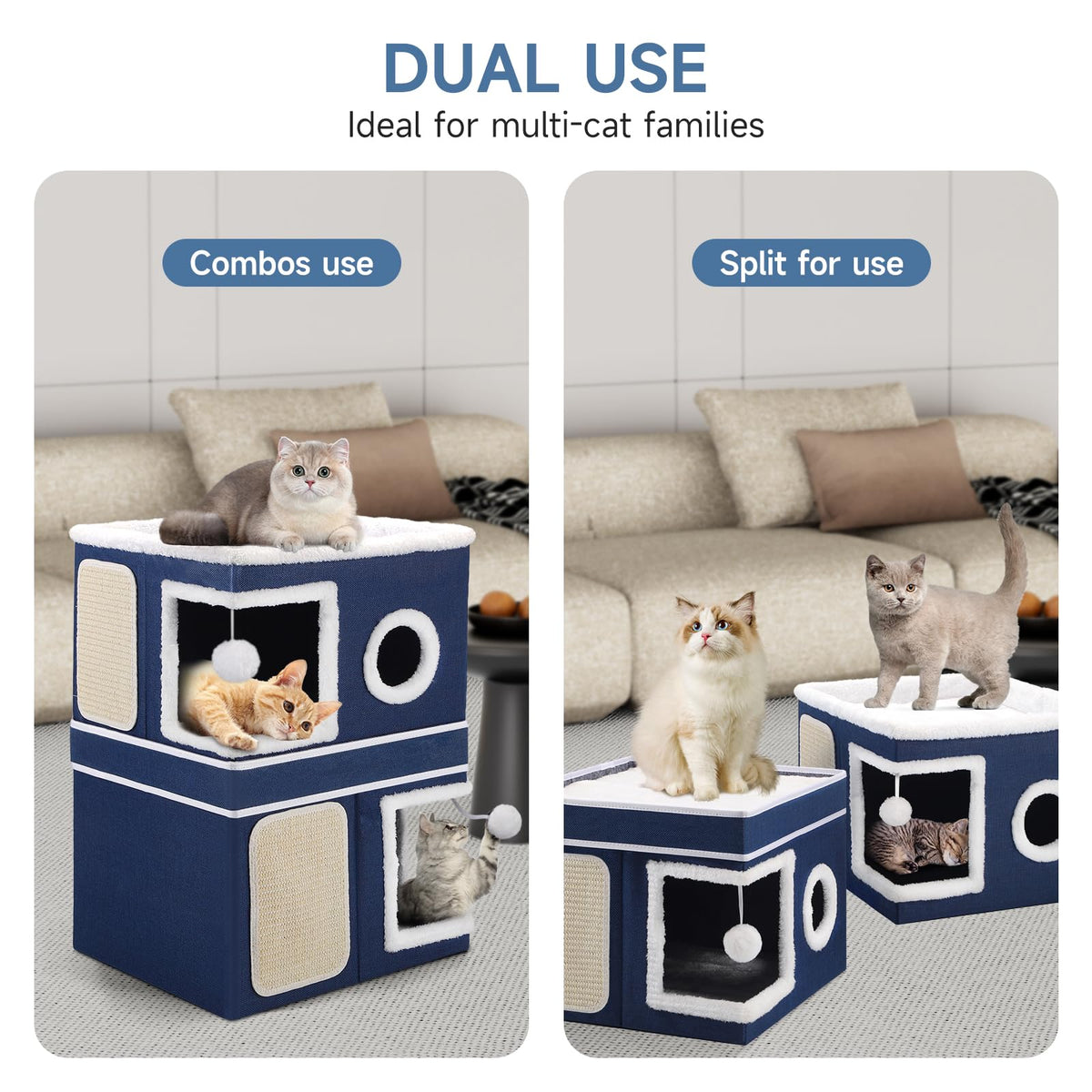 Shikha Animal Shelter in Double, Blue