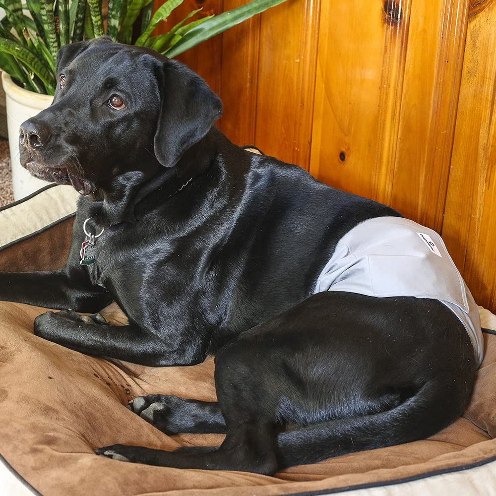 Pet Parents Animal Incontinence Protector in X-Small (11-13"), Natural