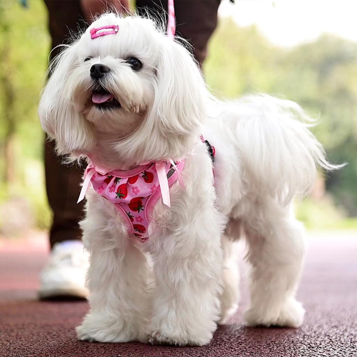 PUPTECK Animal Harness in XS (9-13lbs, Chest 14"-16"), #2 Pink(Strawberry Print)