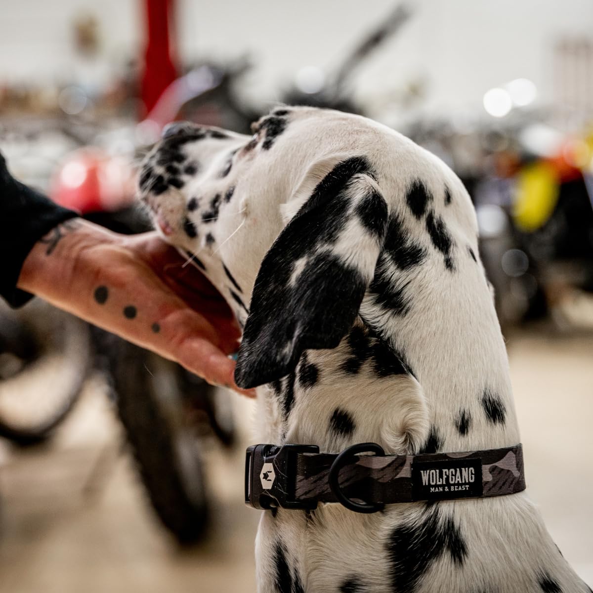 Wolfgang Man & Beast Animal Collar in Small (5/8 Inch x 8-12 Inch), DarkSkies Print