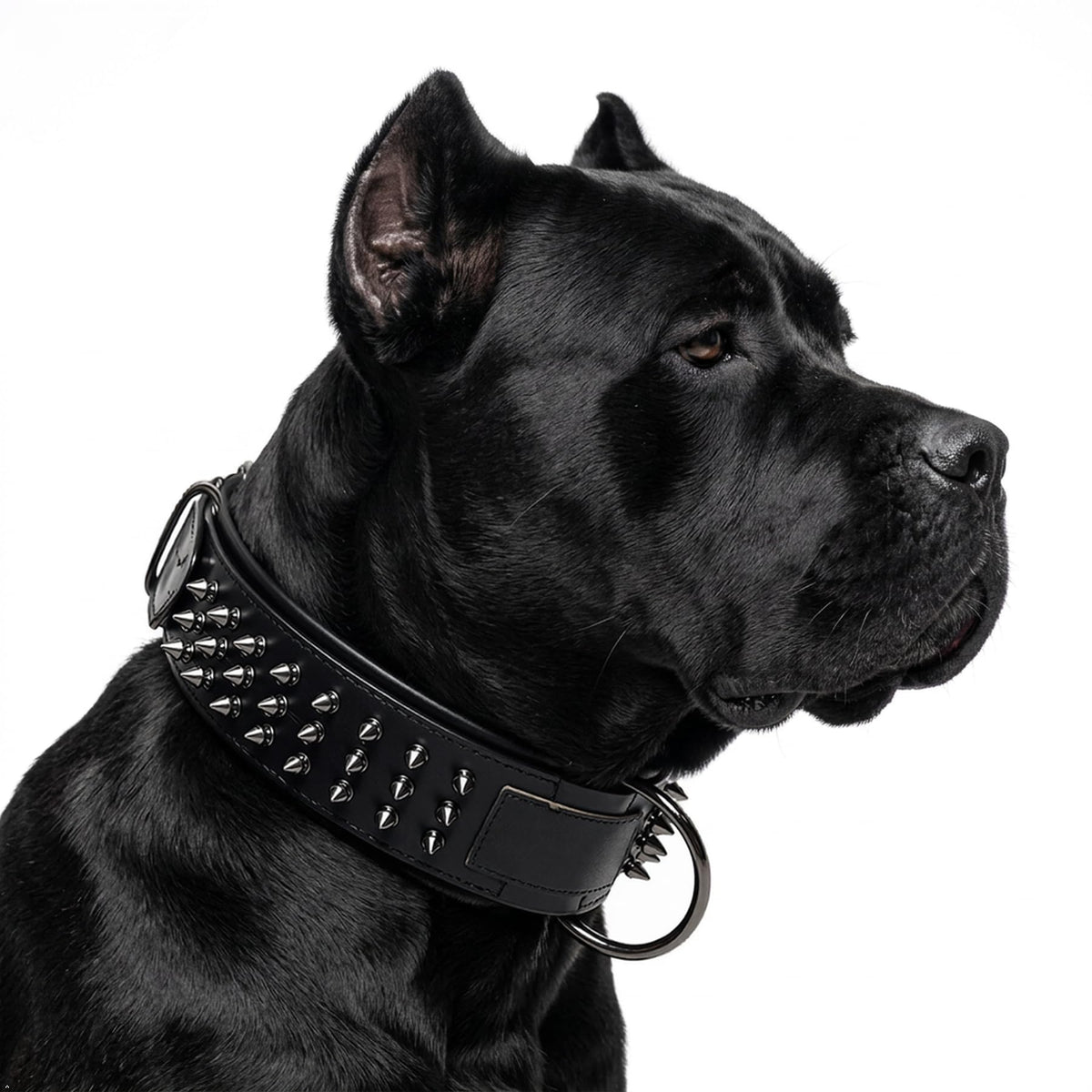 Molteriqo Animal Collar in 2XL-neck 57-65cm, Black