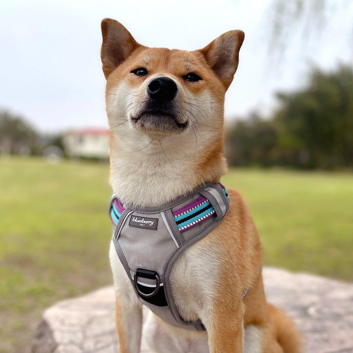 Blueberry Pet Animal Harness in Small, Pink, Emerald and Orchid