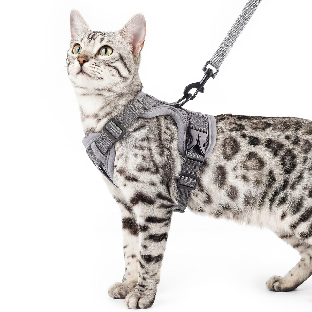 pangdi Animal Harness in Small, Grey