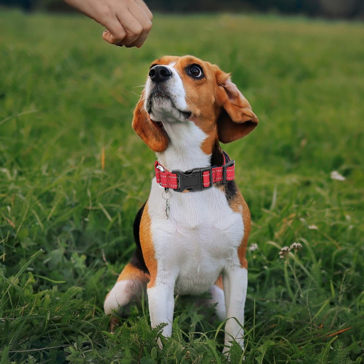 GDLKPS Animal Collar in XS:3/4" Wide for 11.5"-13.5" Neck, Red