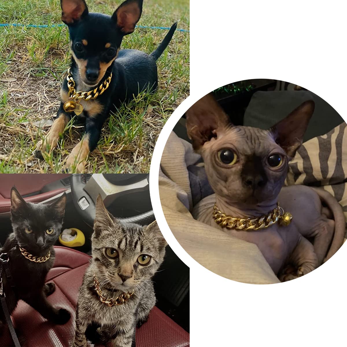 Abaxaca Animal Collar in Kitten Neck 6"-8", Yellow,Blue,Golden,Gray,Gold,White