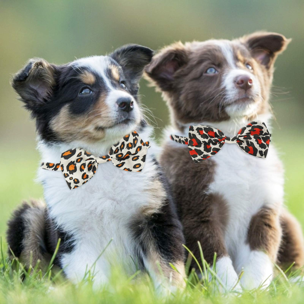 Segarty Pet Apparel in Medium, 40pcs-Various