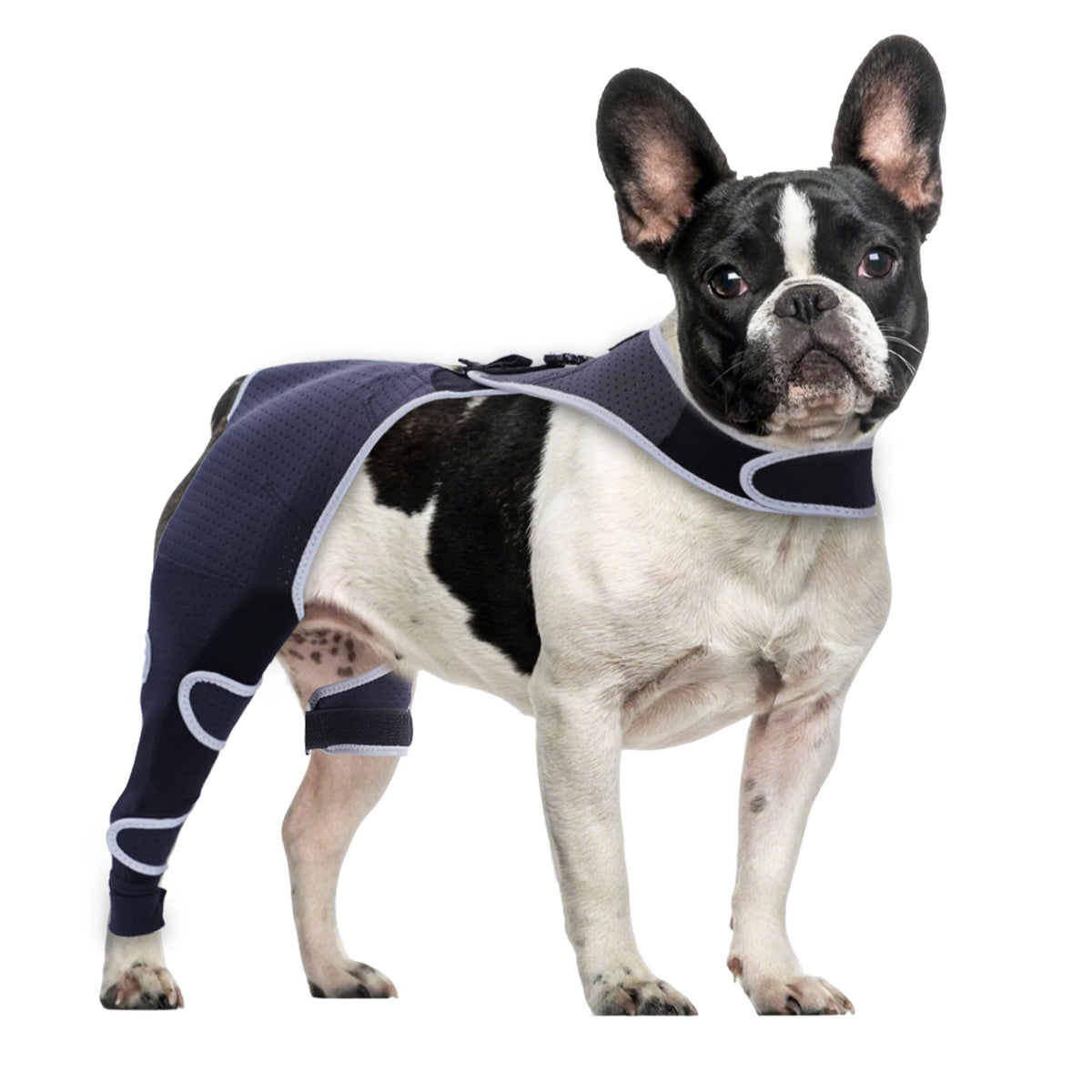 Furtent Pet Apparel in S, black