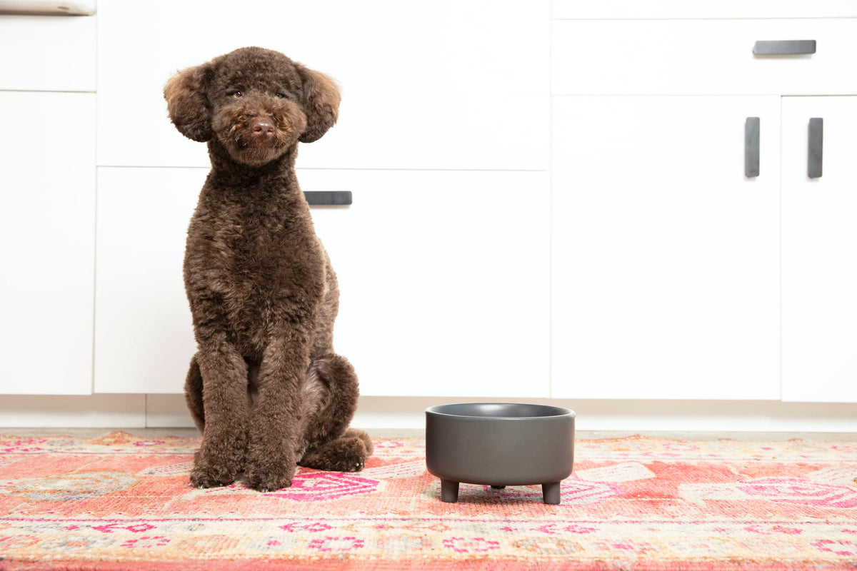 Waggo Pet Feeder in Small, Black