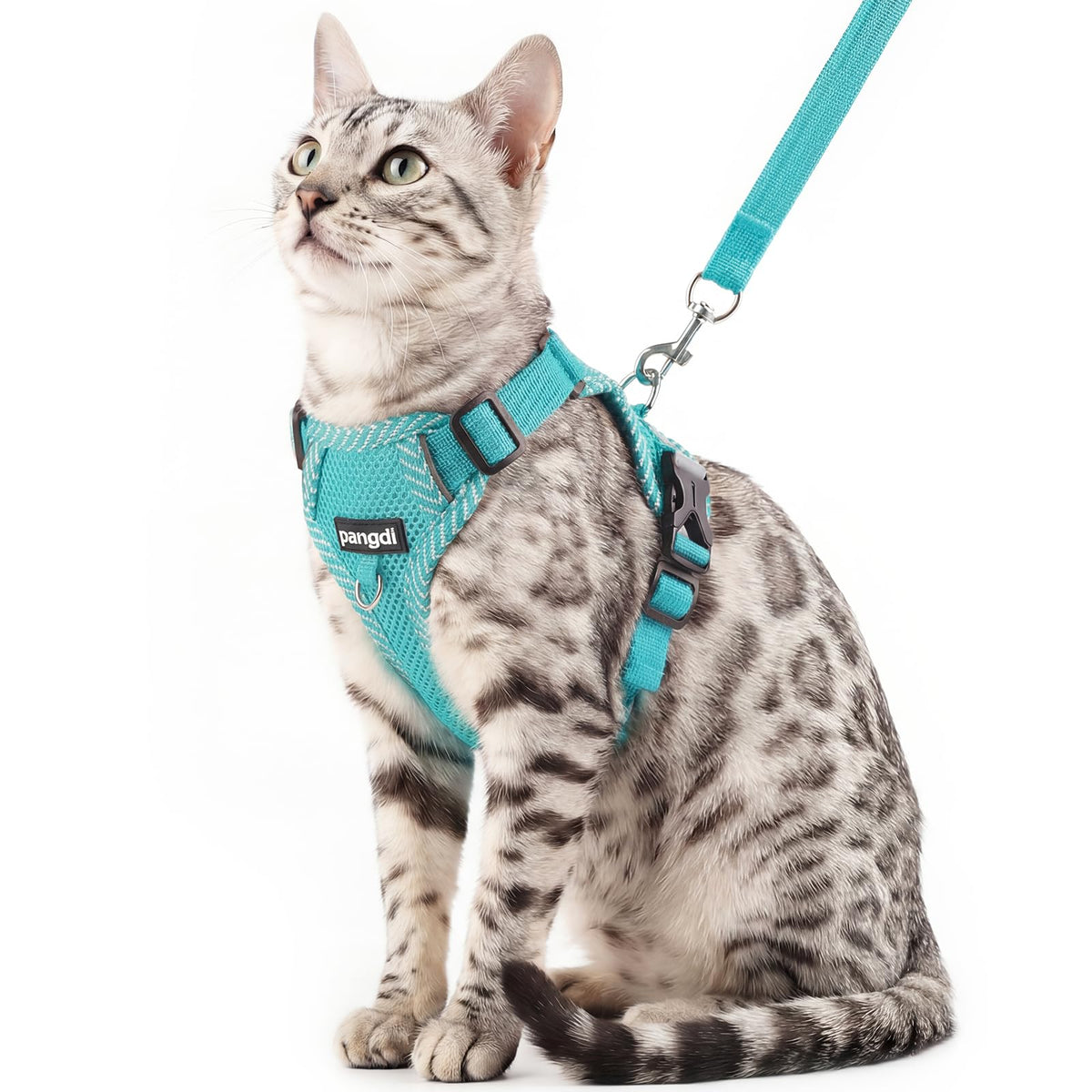 pangdi Pet Supplies in Small, Turquoise