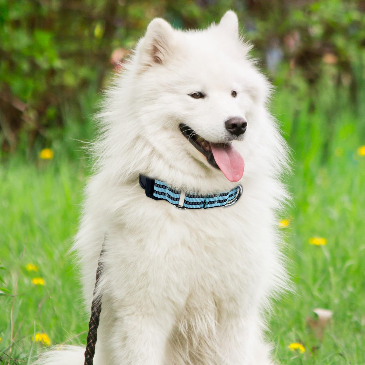 Hikiko Animal Collar in Small, Sky Blue